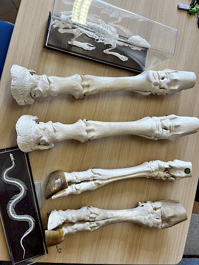 squelettes animaux
